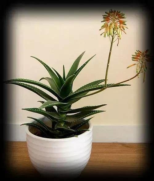 绿色植物头条怎么赚钱