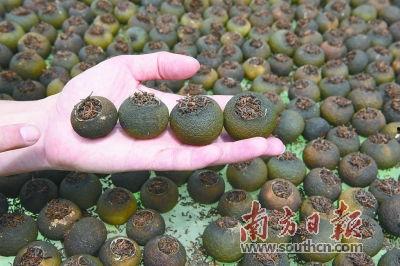 香港明星新会种陈皮,传承与品鉴的跨界之旅